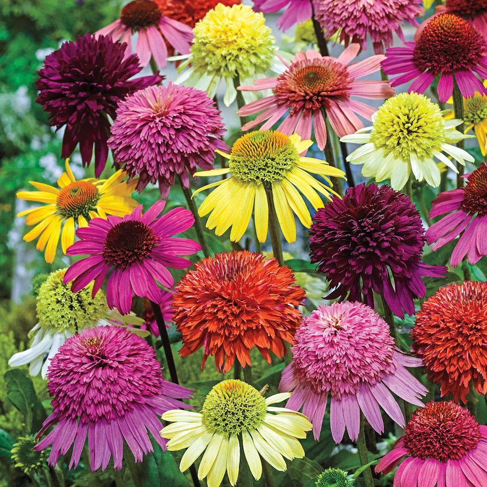 Echinacea Color Showtime Mix