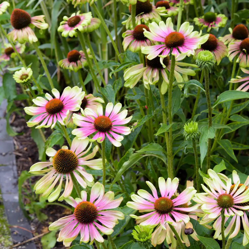 Echinacea Green Twister - Image 3