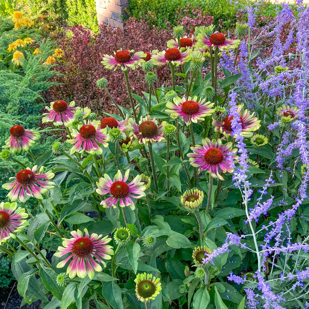 Echinacea Green Twister - Image 4