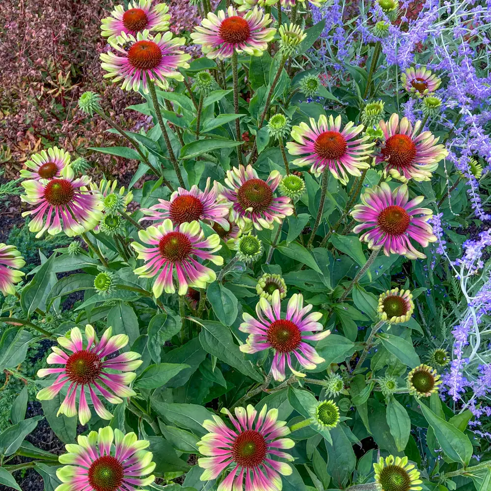 Echinacea Green Twister - Image 5