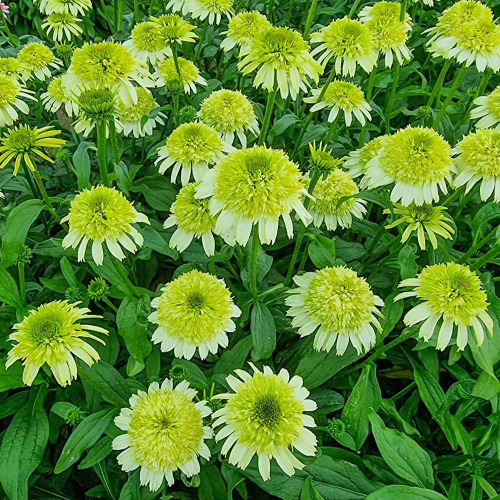 Echinacea Honeydew - Image 2