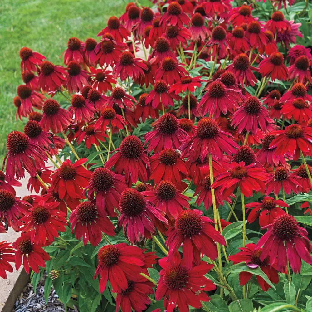 Echinacea Salsa Red - Image 2