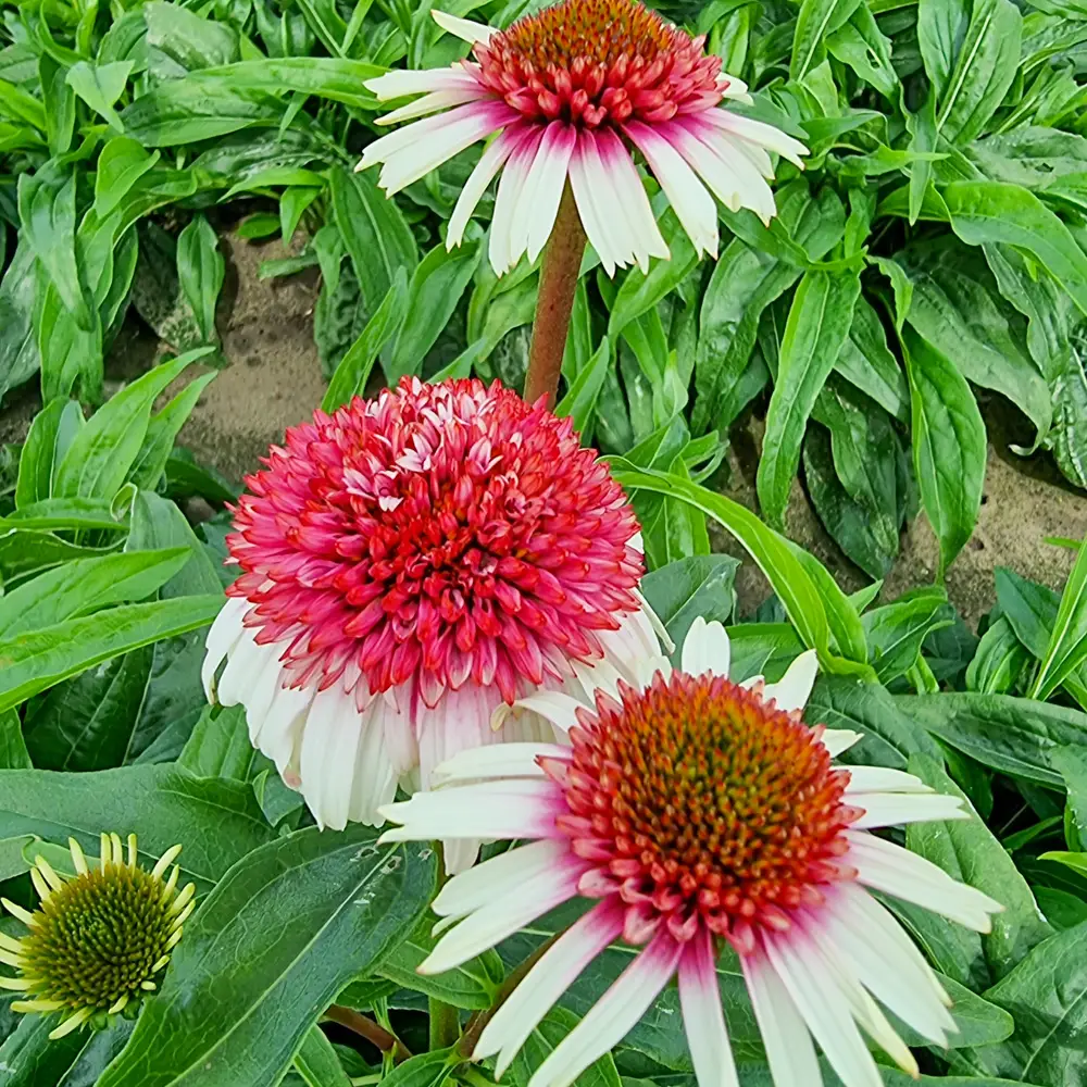 Echinacea Strawberry and Cream - Image 3
