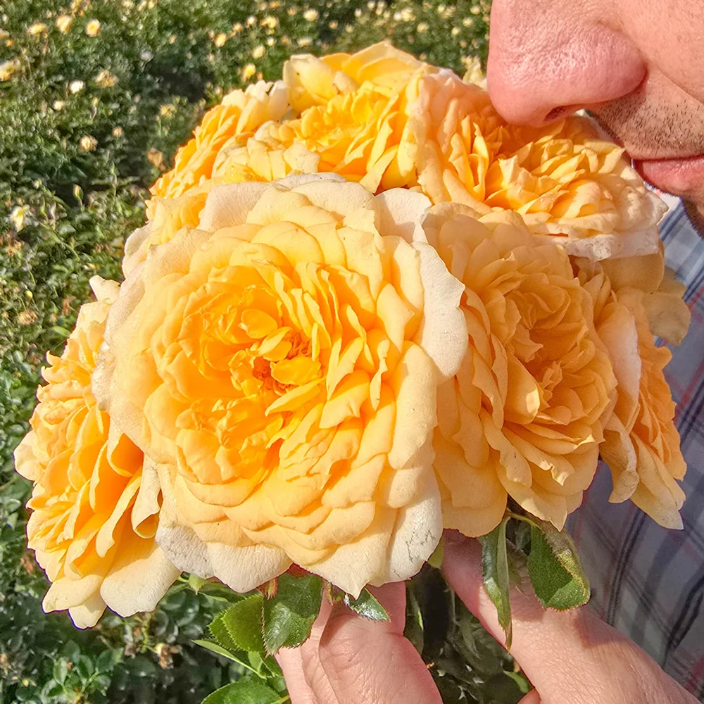 Edith's Darling® Shrub Rose - Image 4