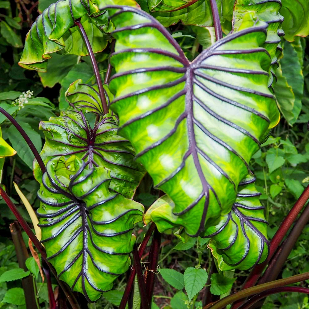 Elephant Ear Pharaoh's Mask (Colocasia) - Image 2
