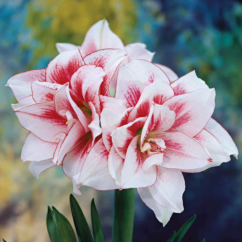 Double Amaryllis Elvas - Image 3
