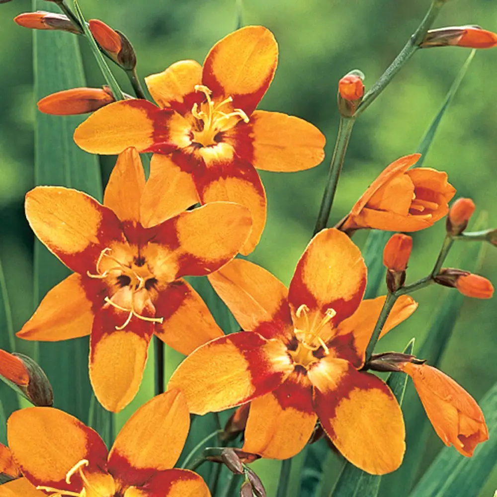 Crocosmia Emily McKenzie
