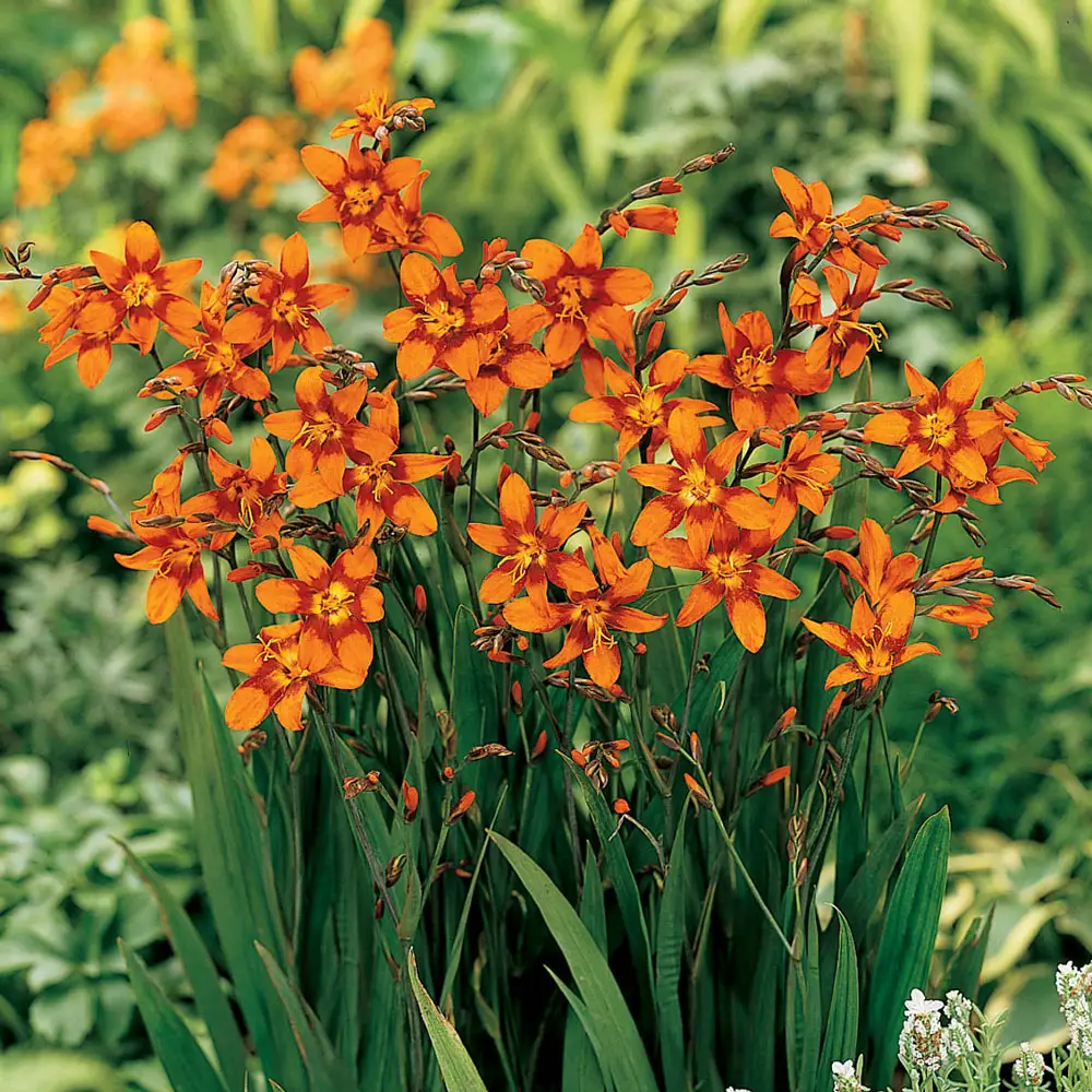 Crocosmia Emily McKenzie - Image 2