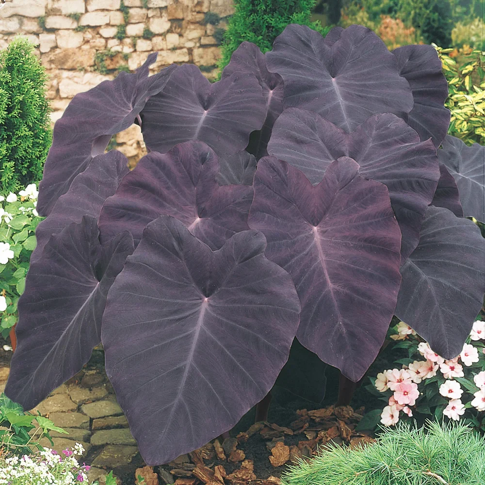 Elephant Ear esculenta Black Magic - Image 2