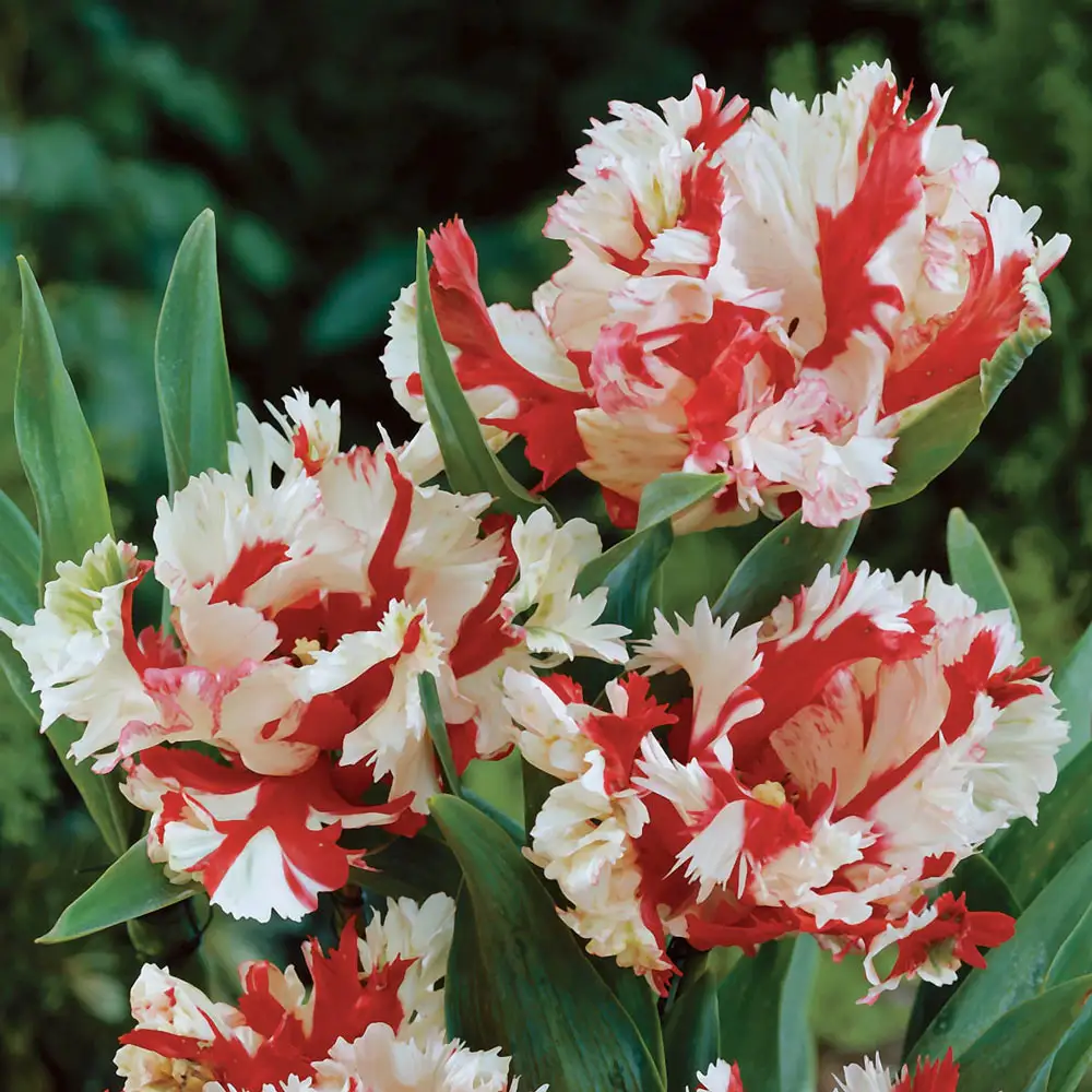Parrot Tulip Estella Rijnveld