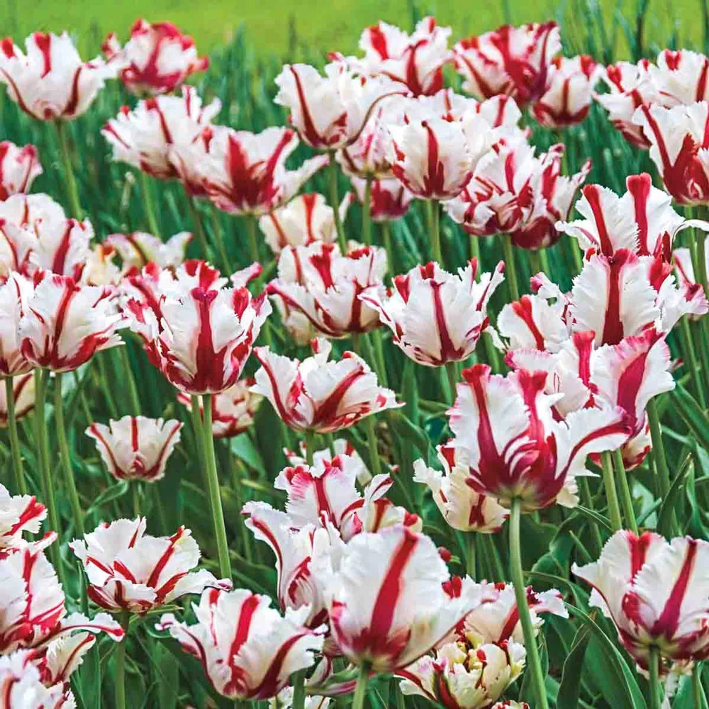 Parrot Tulip Estella Rijnveld - Image 4