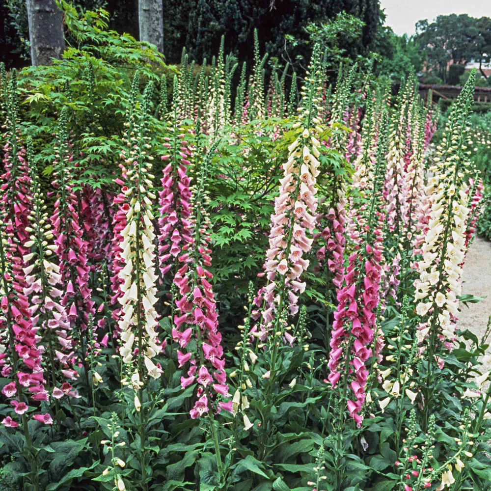 Excelsior Foxglove Mixture - Image 4