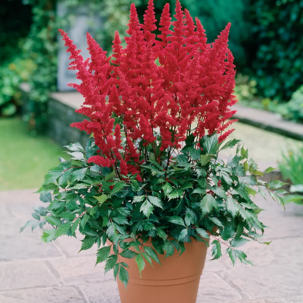 Astilbe Fanal - Image 3