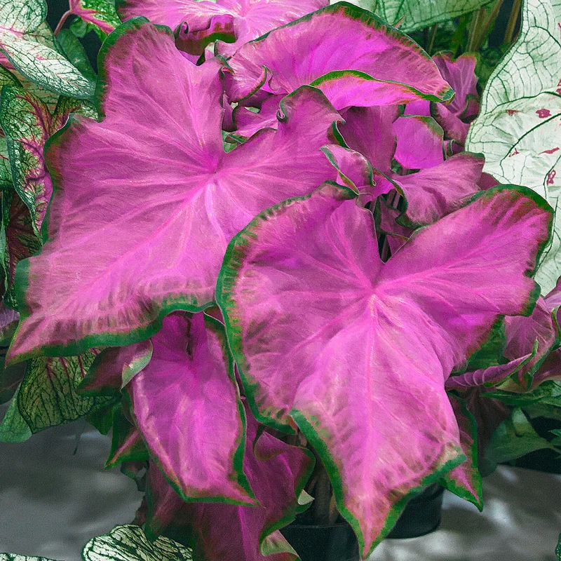 Caladium Fanny Munson