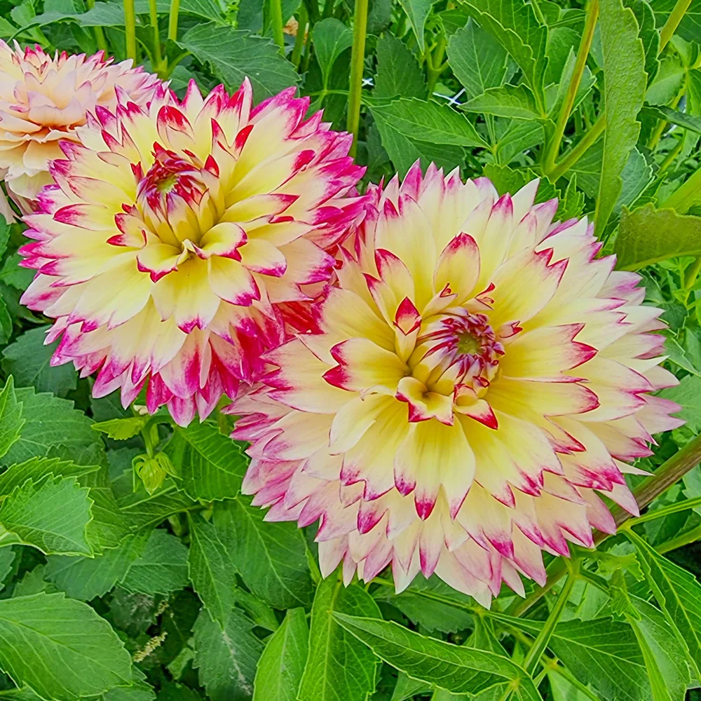 Fimbriata Dahlia Aphrodite - Image 2