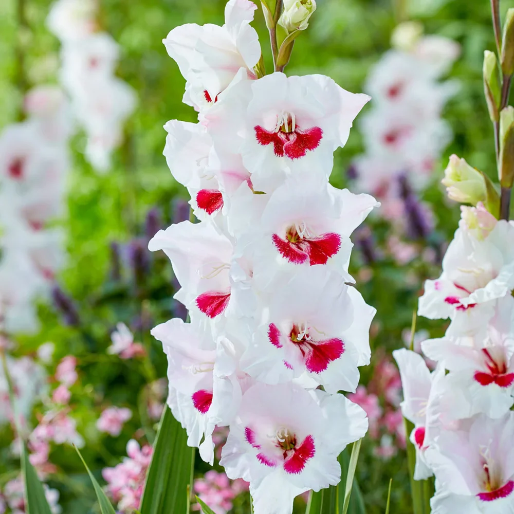 Hybrid Gladiolus Fiorentina - Image 2