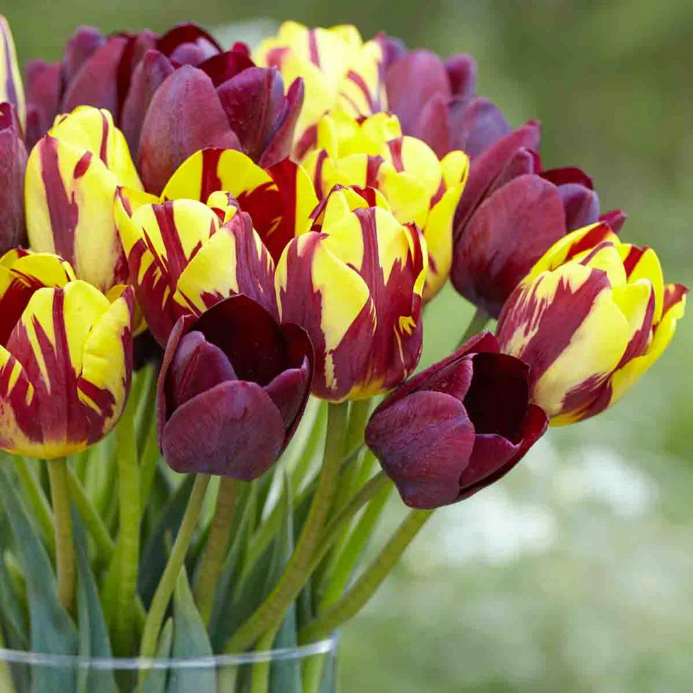 Fire Brigade Tulip Combo