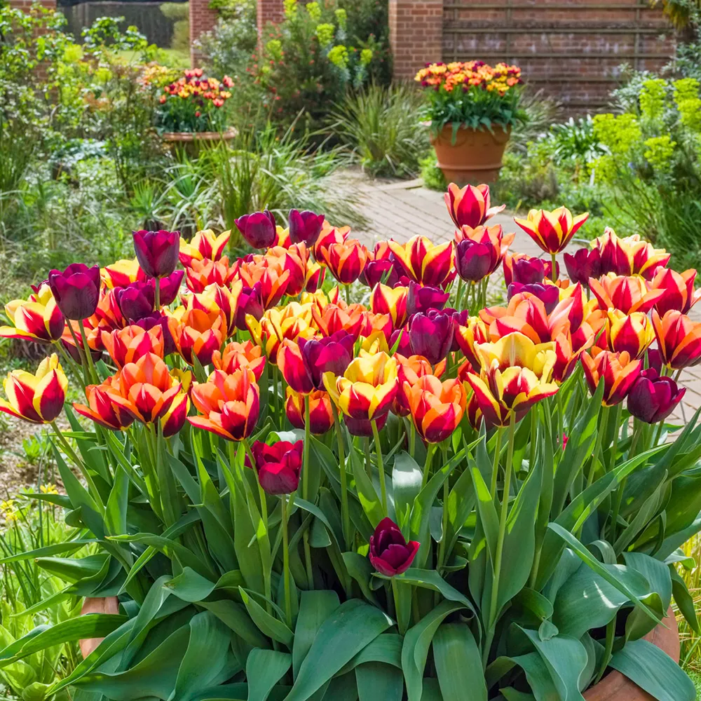 Fire Dance Tulip Blend