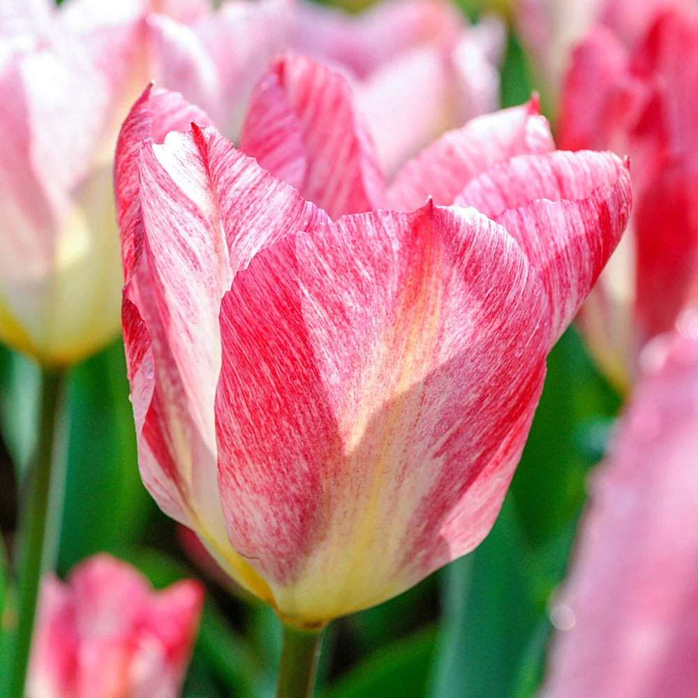 Fosteriana Tulip Flaming Purissima - Image 2