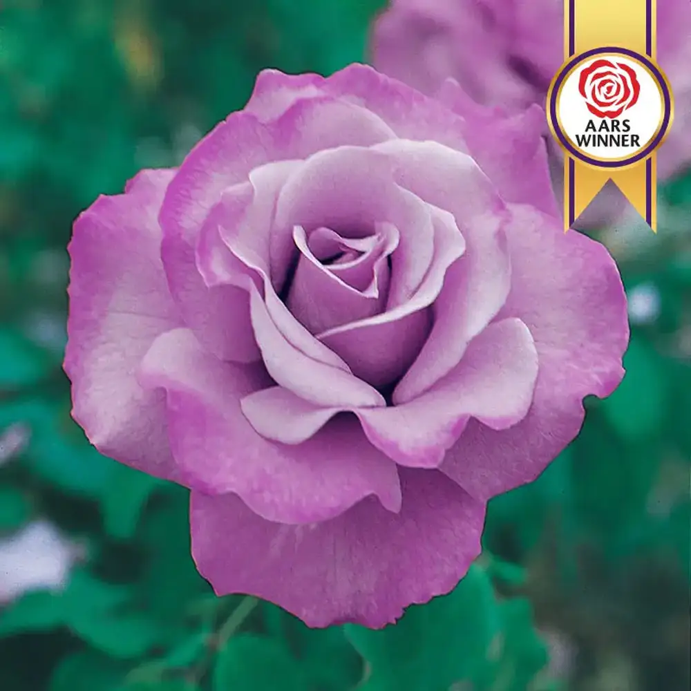Floribunda Rose Angel Face