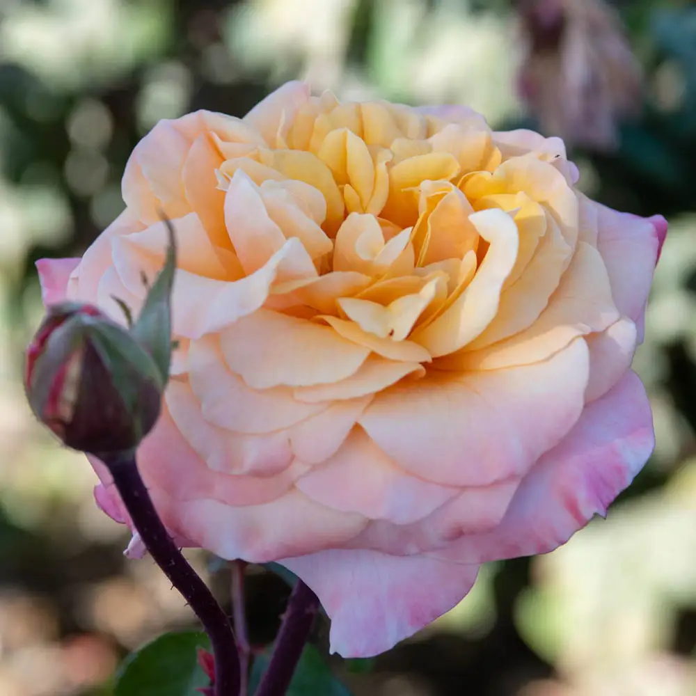 Floribunda Rose Morning Glow™
