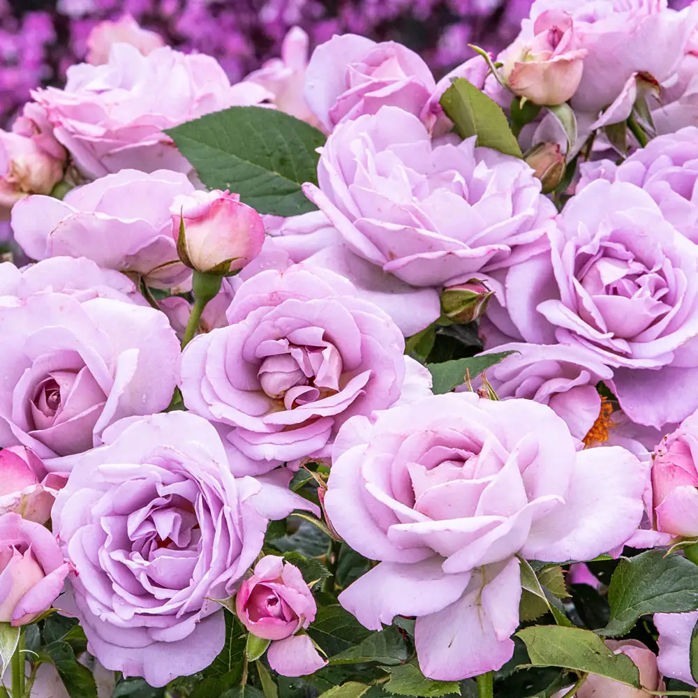 Floribunda Rose Silver Lining™ - Image 2