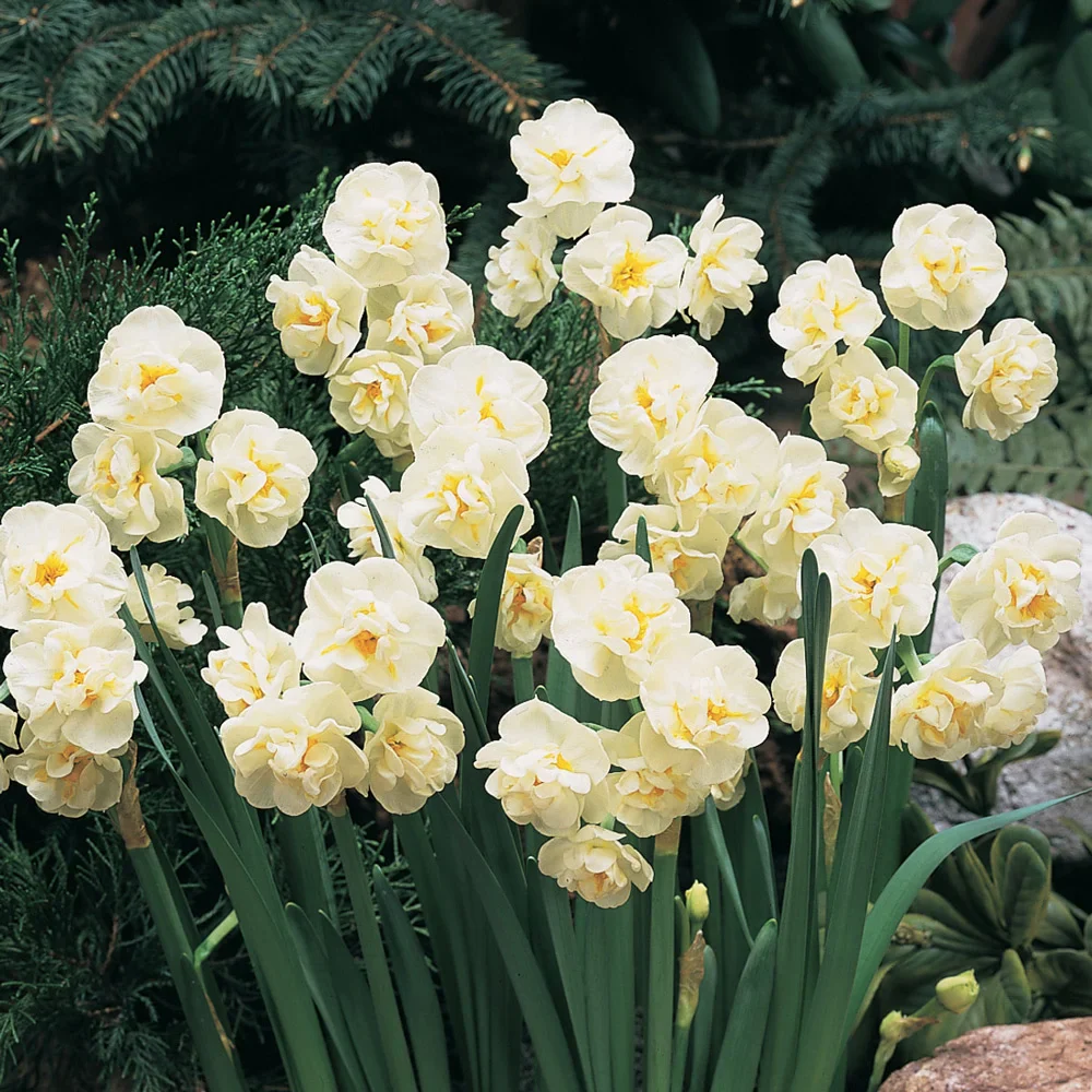 Fragrant Gardenia Daffodil