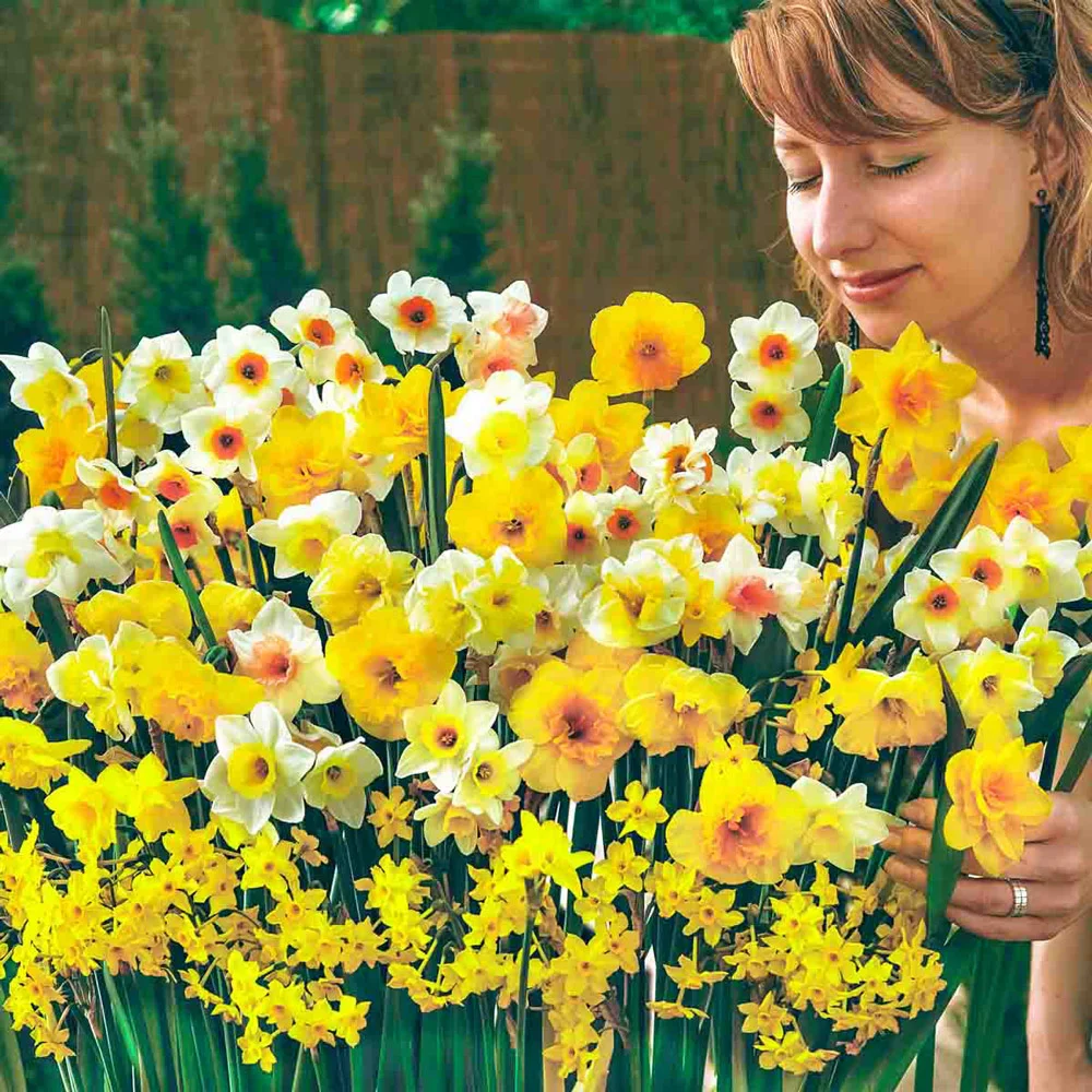 Fragrant Jonquils