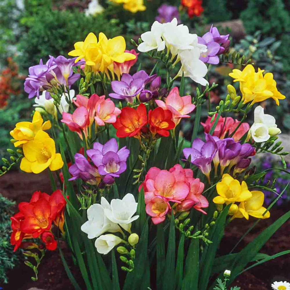 Freesia Mix - Image 5
