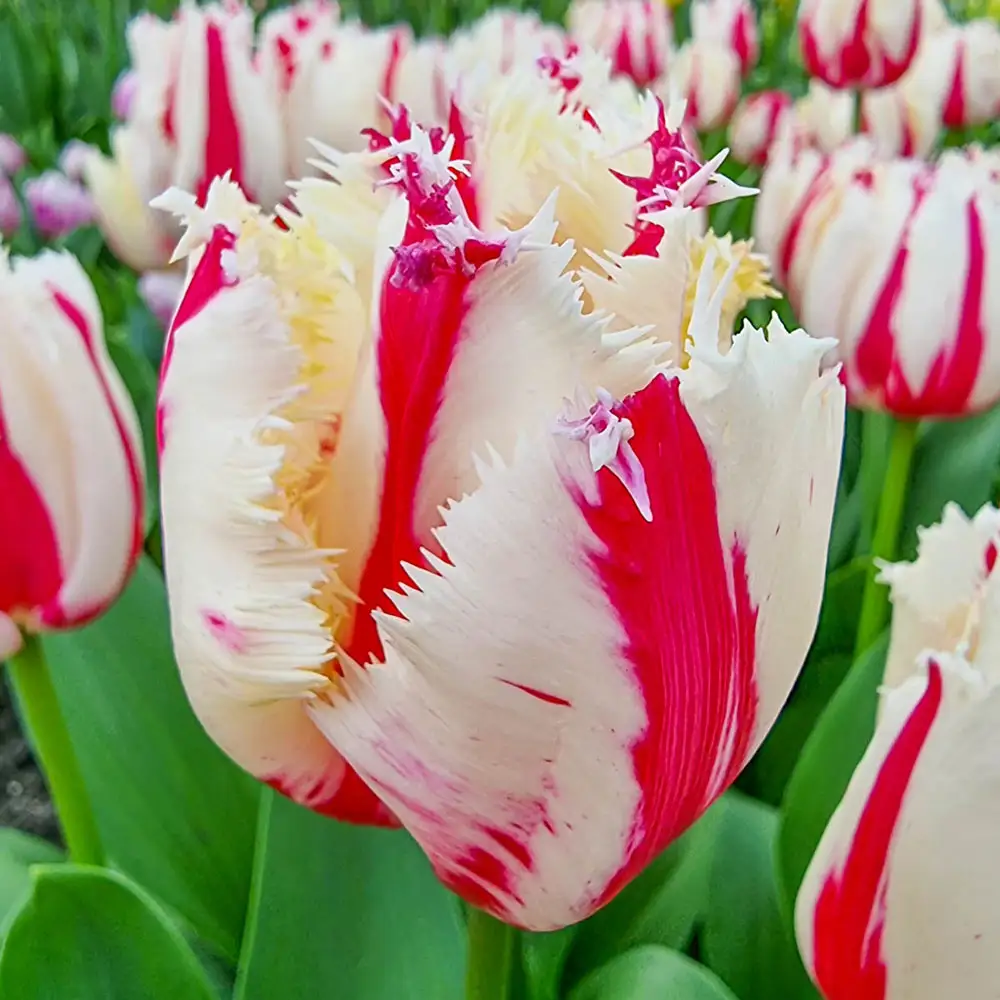 Fringed Tulip Burning Fire - Image 3