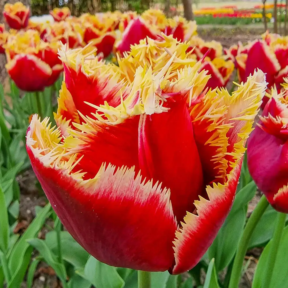 Fringed Tulip Mercure - Image 2