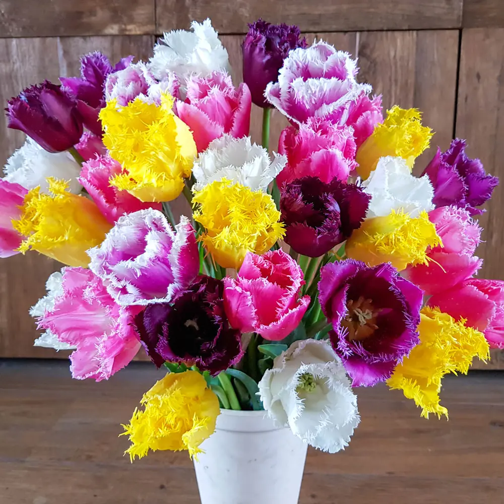 Fringed Tulip Mix - Image 2