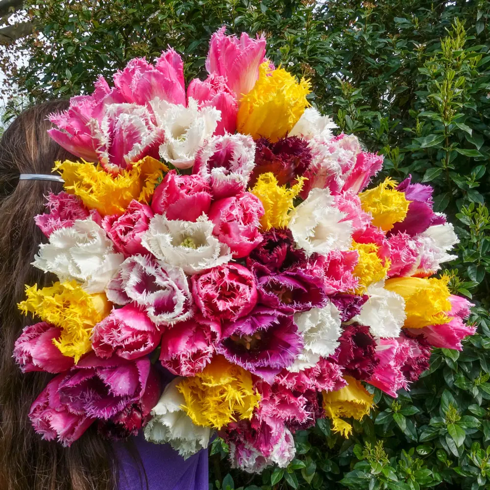 Fringed Tulip Mix - Image 3