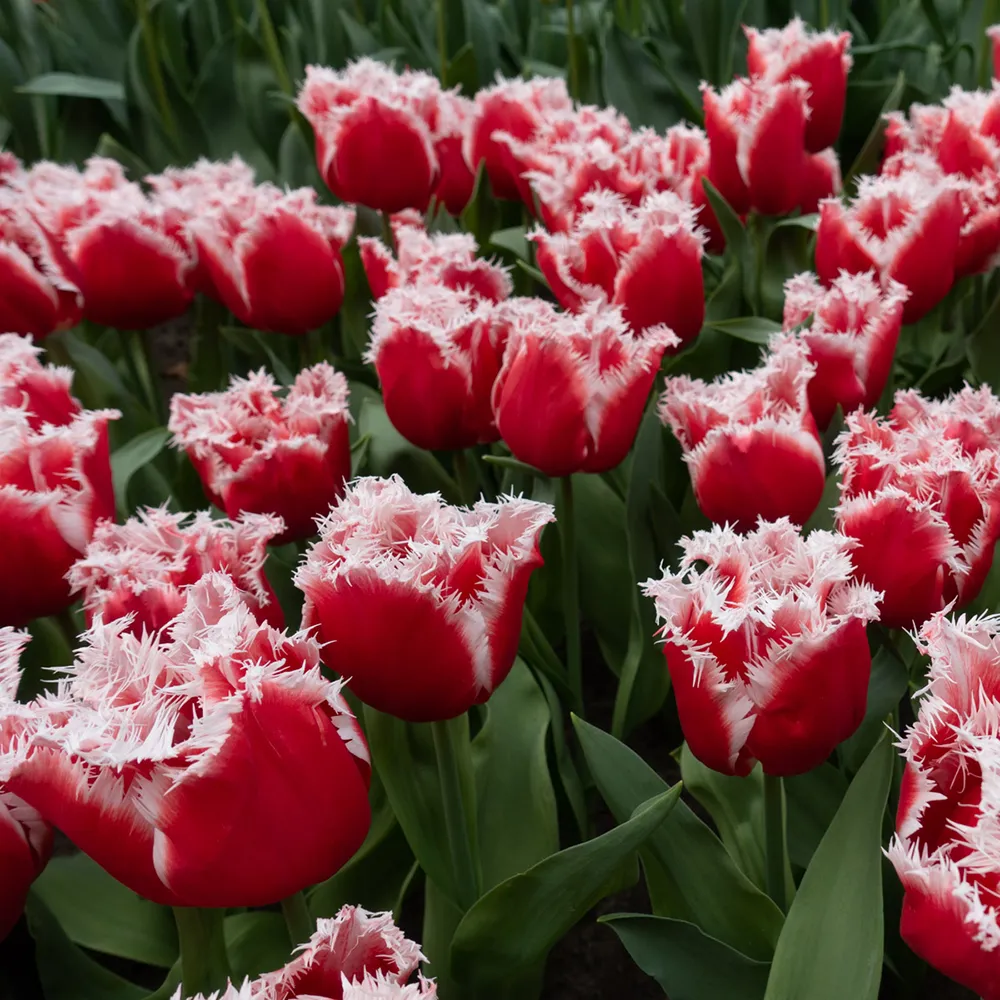 Fringed Tulip New Santa - Image 2