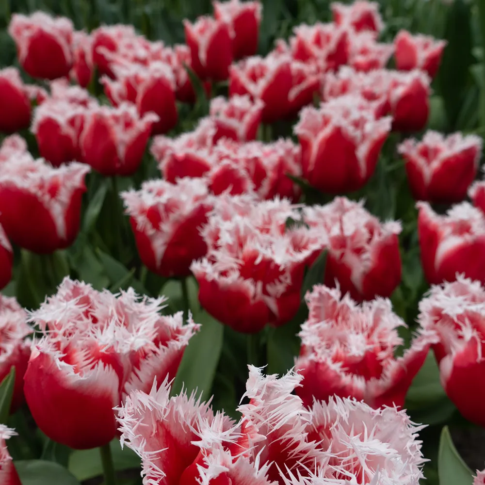 Fringed Tulip New Santa - Image 3