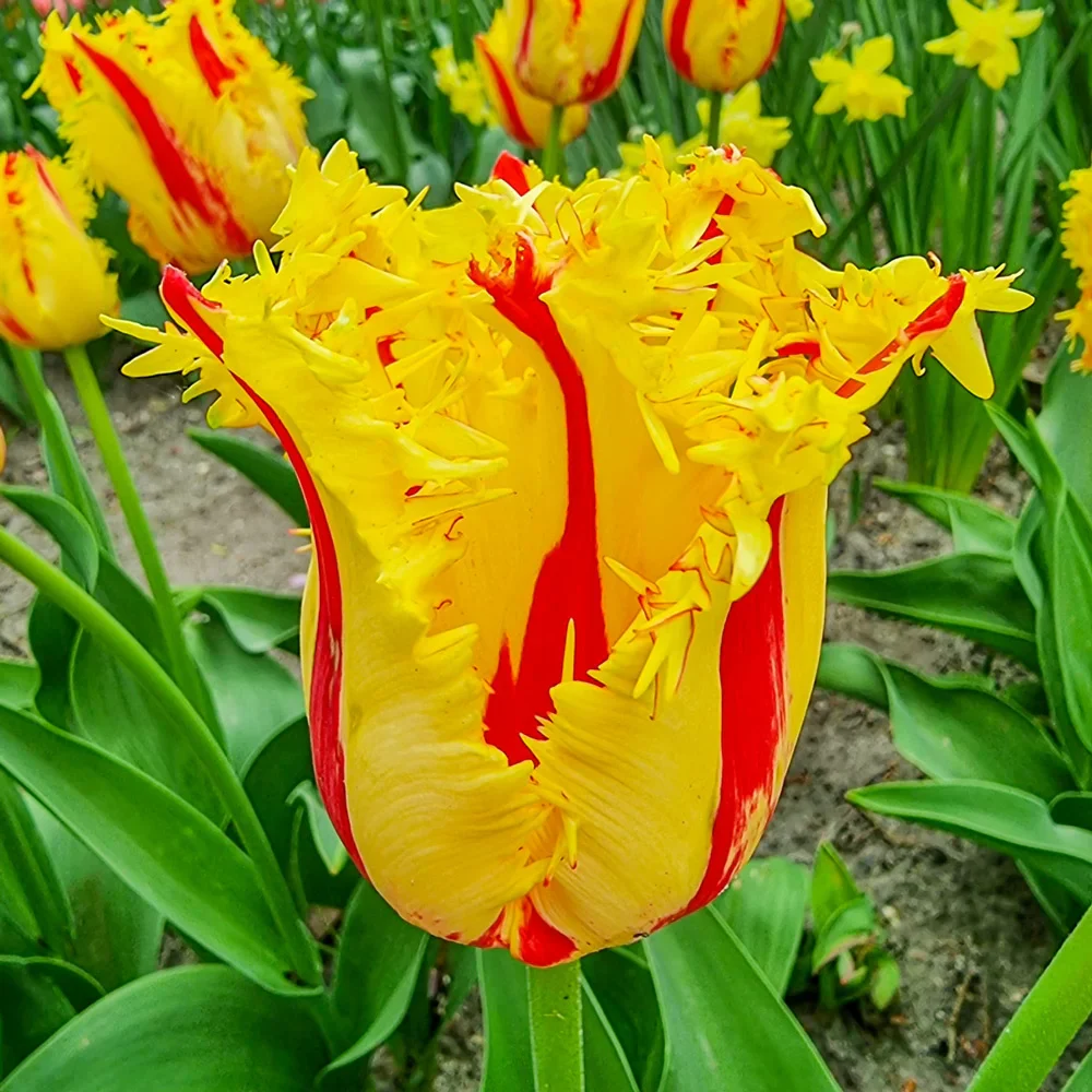 Fringed Tulip Phantom - Image 4