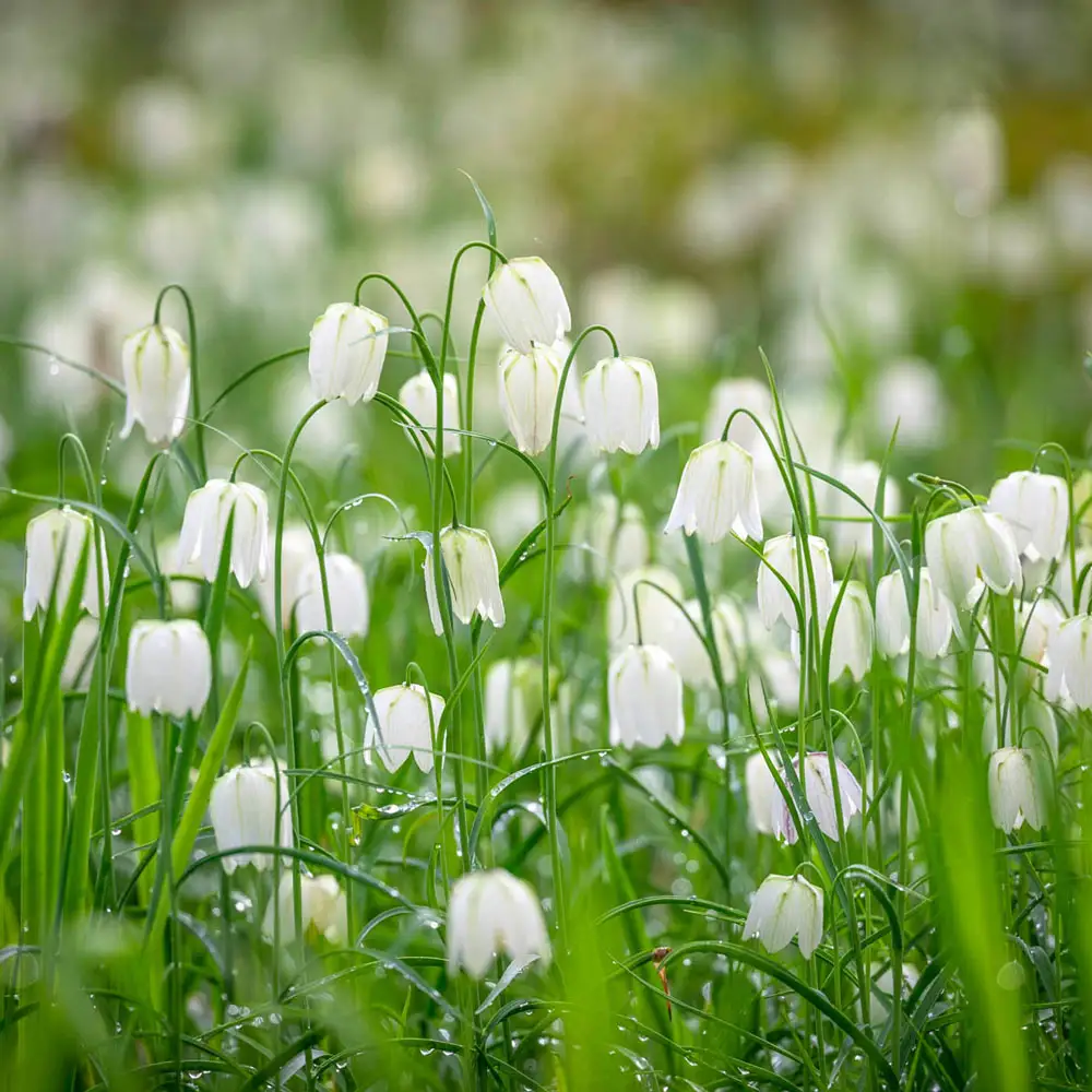Fritillaria meleagris Alba