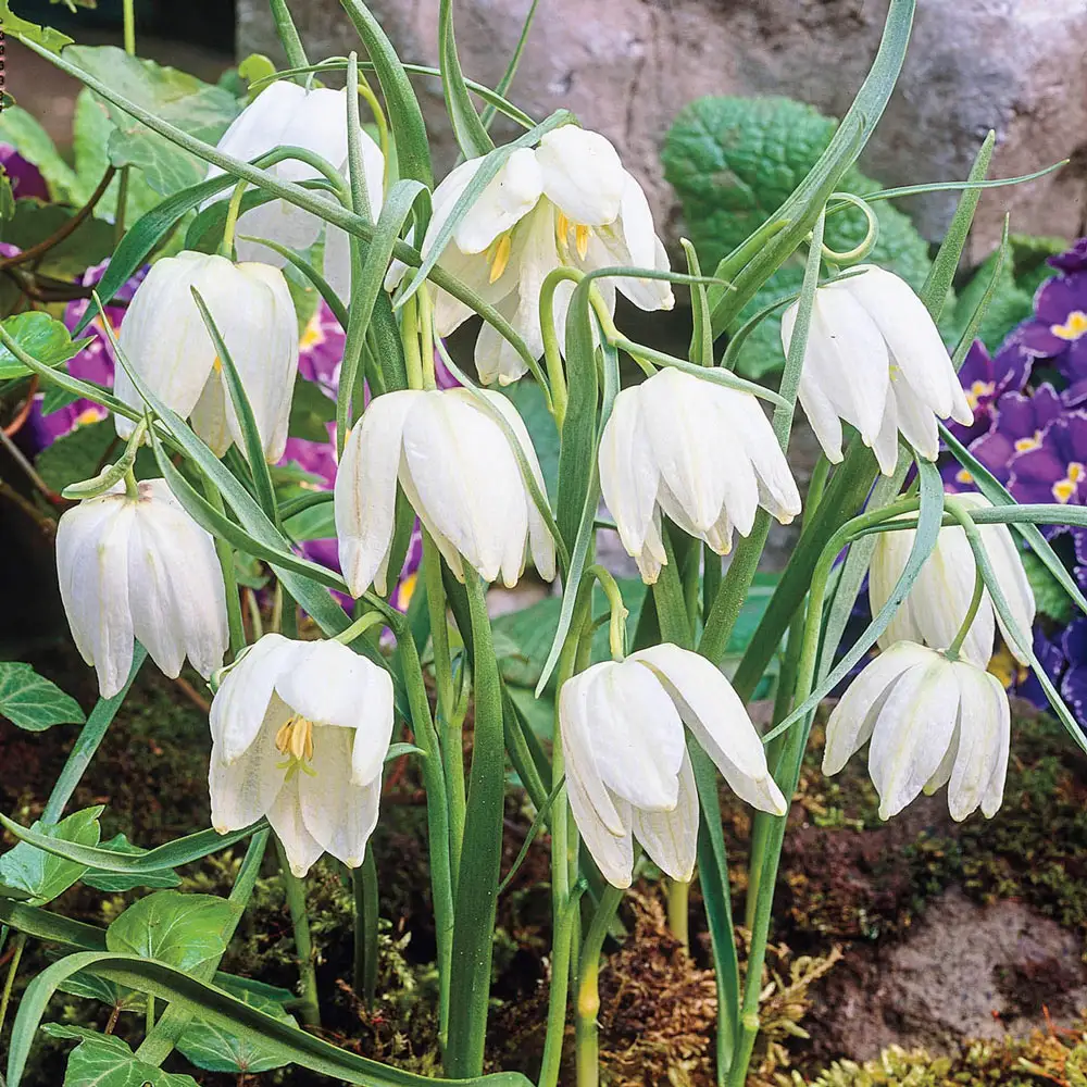 Fritillaria meleagris Alba - Image 3