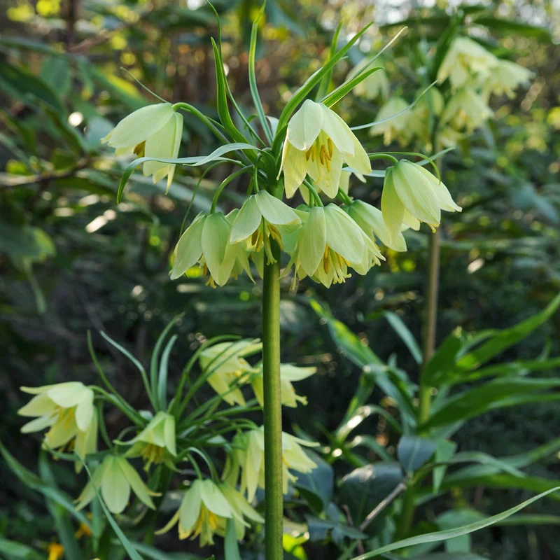 Fritillaria raddeana - Image 6