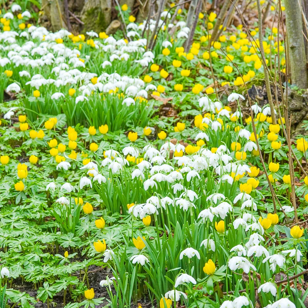 Double Snowdrops - Image 3