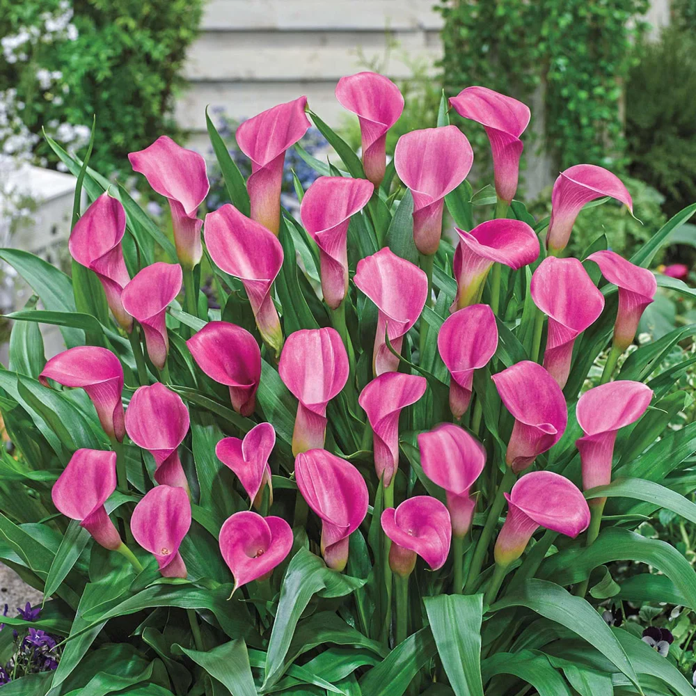 Free-Flowering Hybrid Calla Lily Garnet Glow