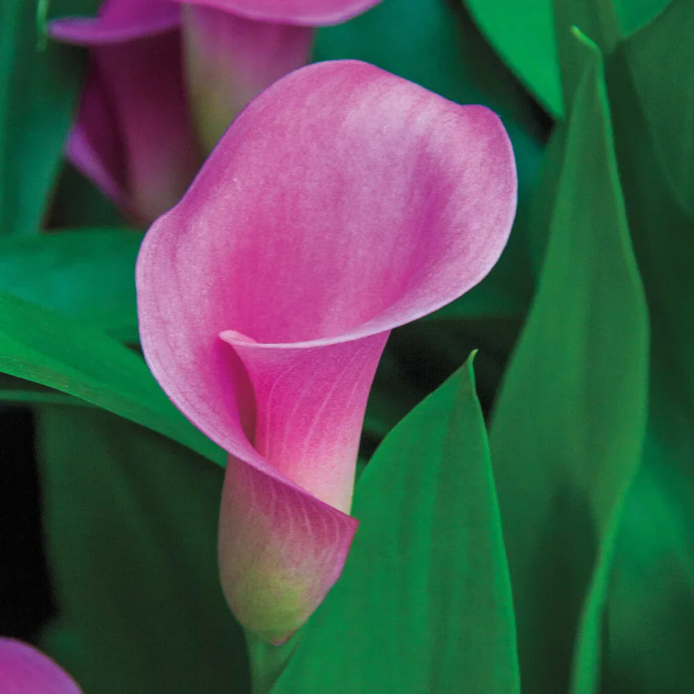 Free-Flowering Hybrid Calla Lily Garnet Glow - Image 2