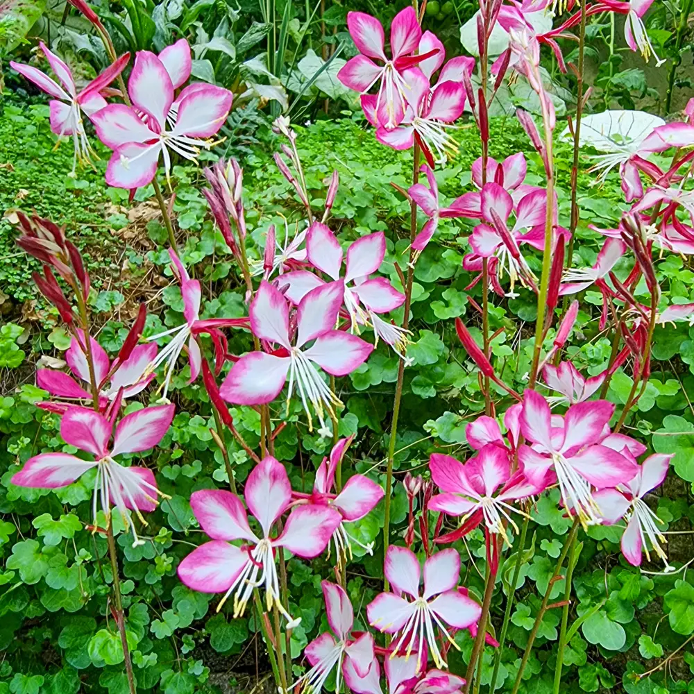 Gaura Rosy Jane - Image 2