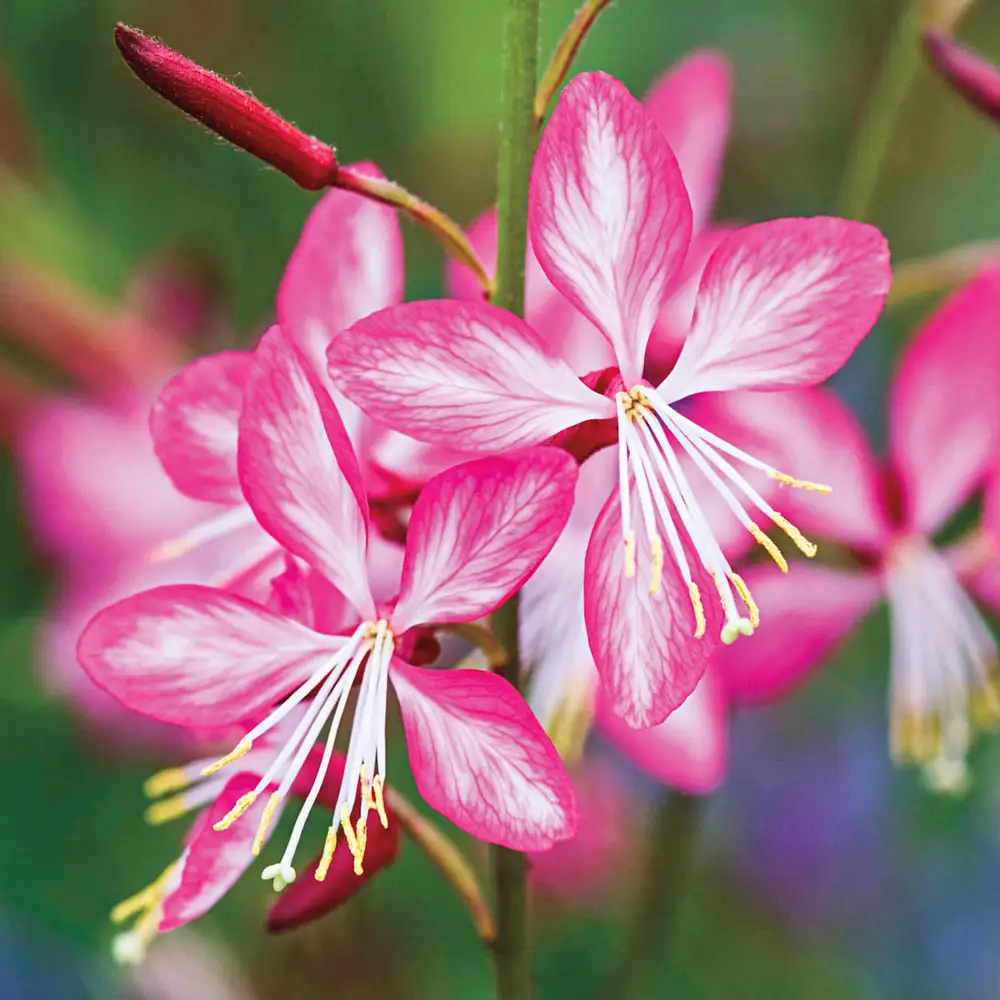 Gaura Rosy Jane - Image 3