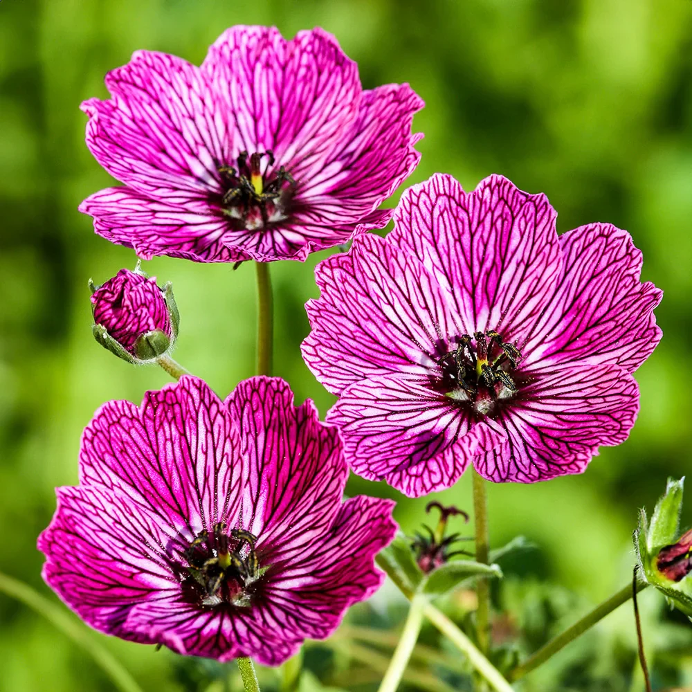 Hardy Geranium Jolly Jewel Lilac