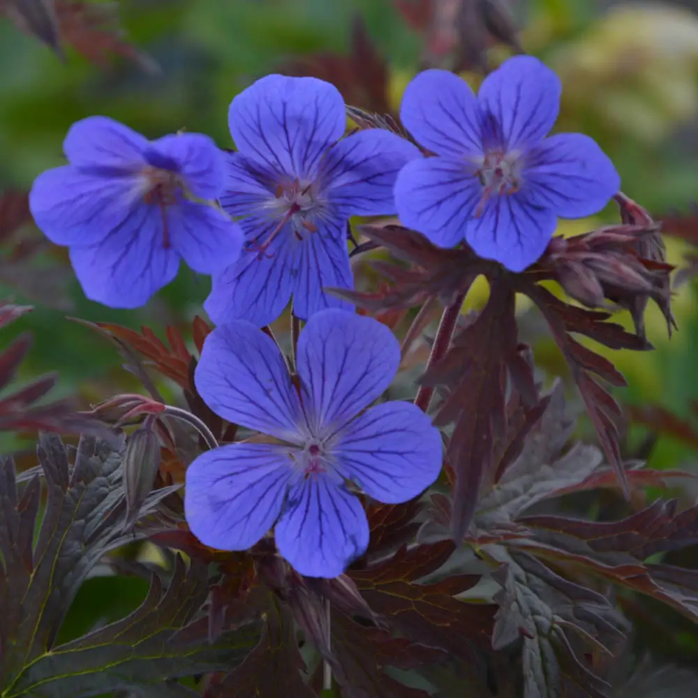 Geranium Kaya®