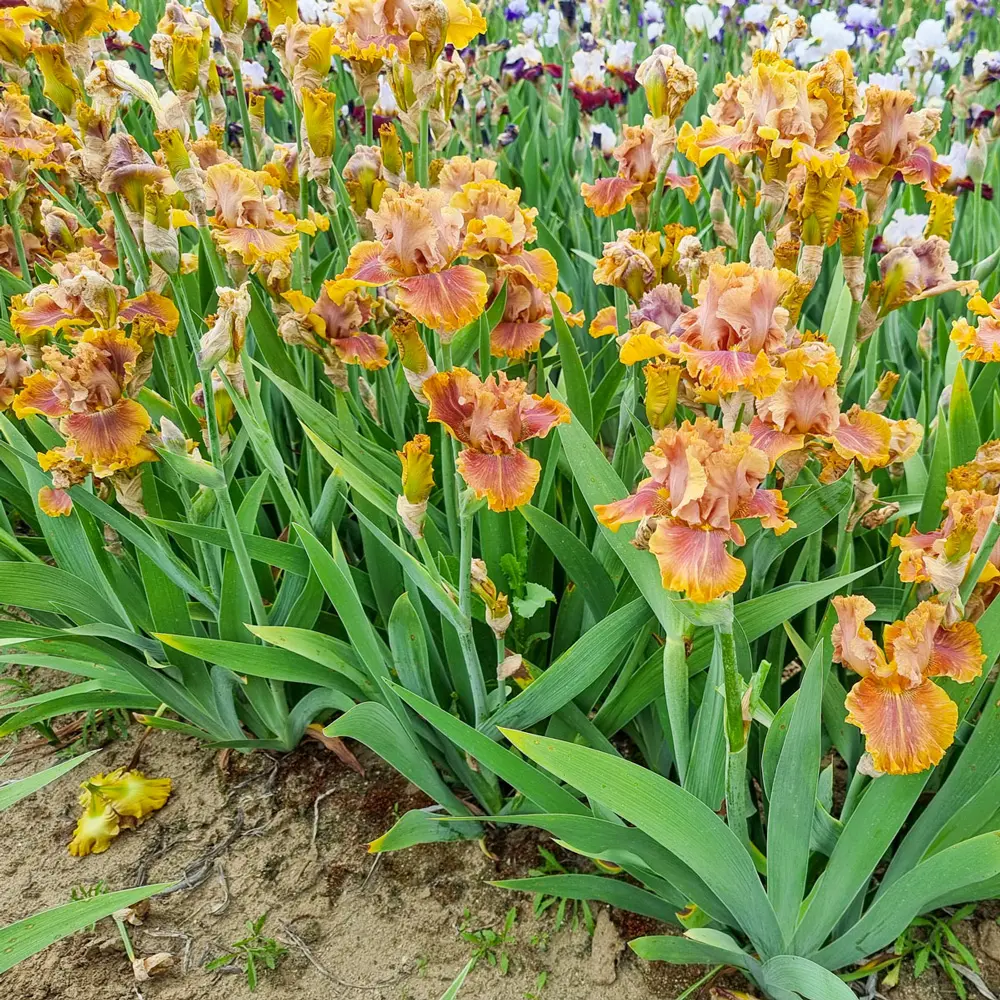 German Iris Candied Ginger - Image 3