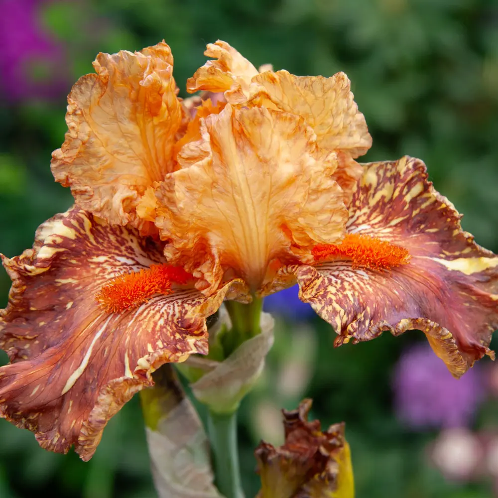 German Iris Cheetah Cheese - Image 2