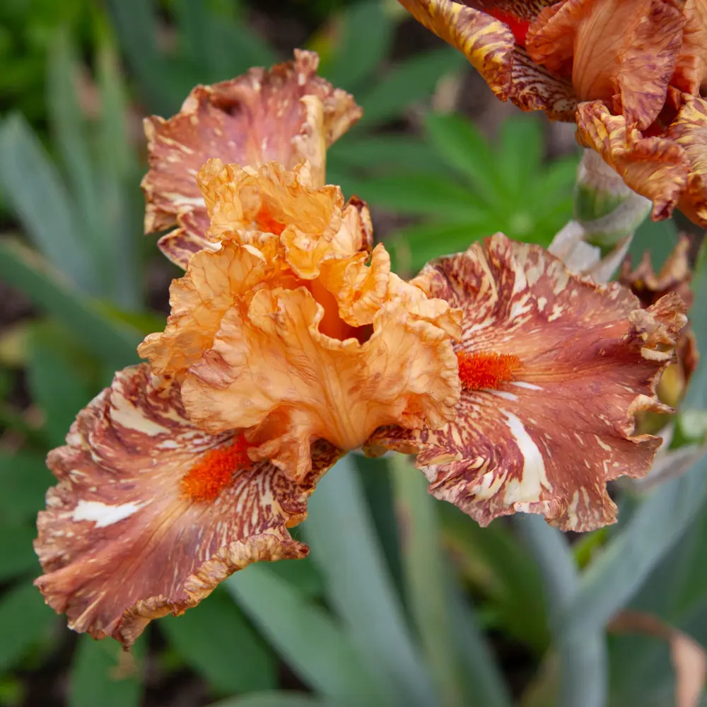 German Iris Cheetah Cheese - Image 3