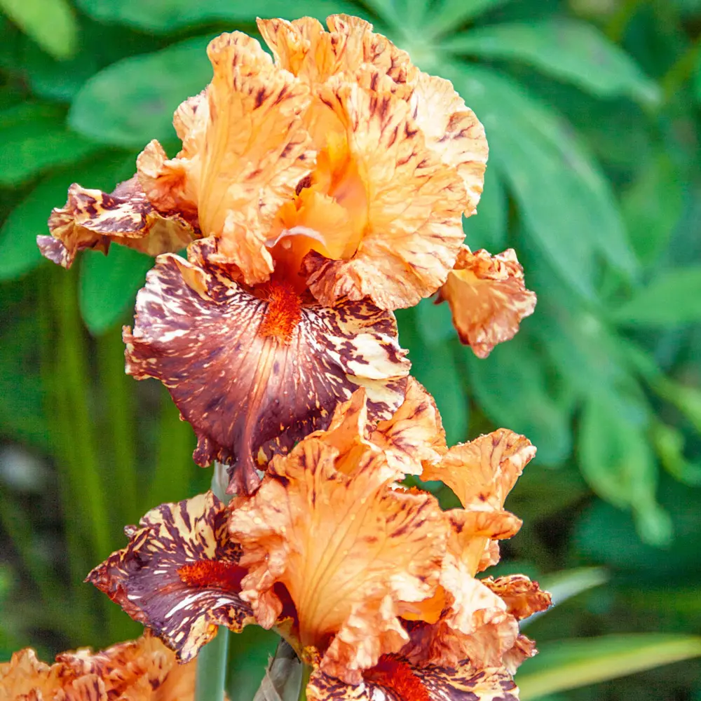 German Iris Cheetah Cheese - Image 4